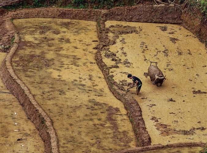 Discover Ha Giang, terraced rice field